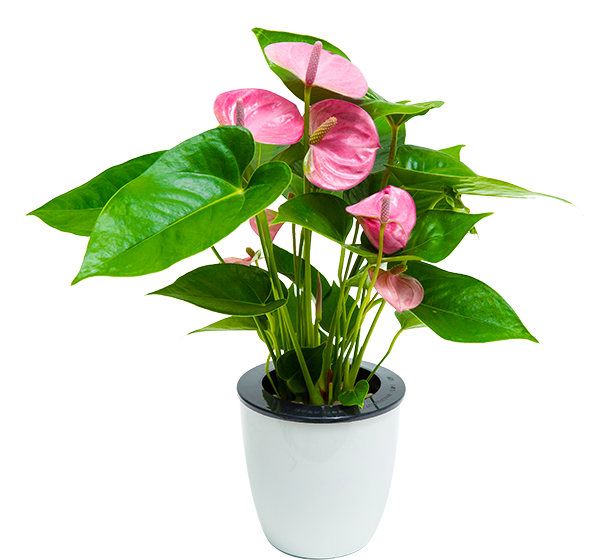 78128-plant-light-wood-green-taobao-chair-grow