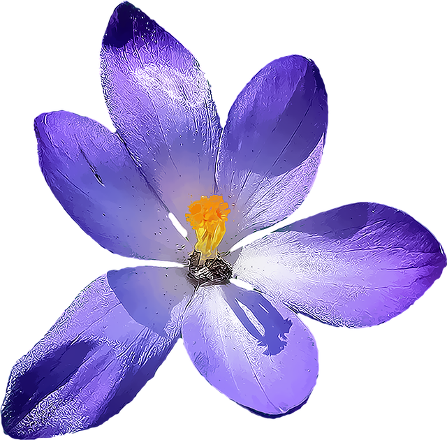 crocus-1279508_640
