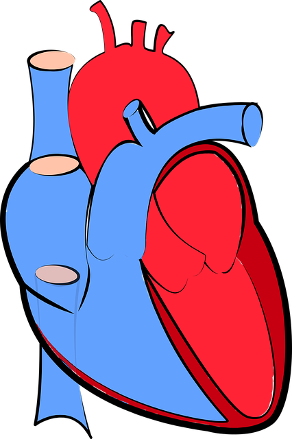 human-heart-1700453_640